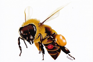 Koichi Goka, Apis mellifera and Varroa destructor