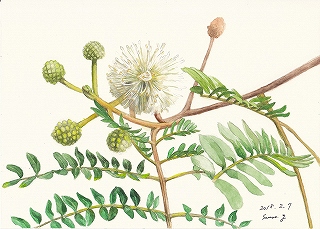 Sanae Yasuda, Leucaena leucocephala, 2018